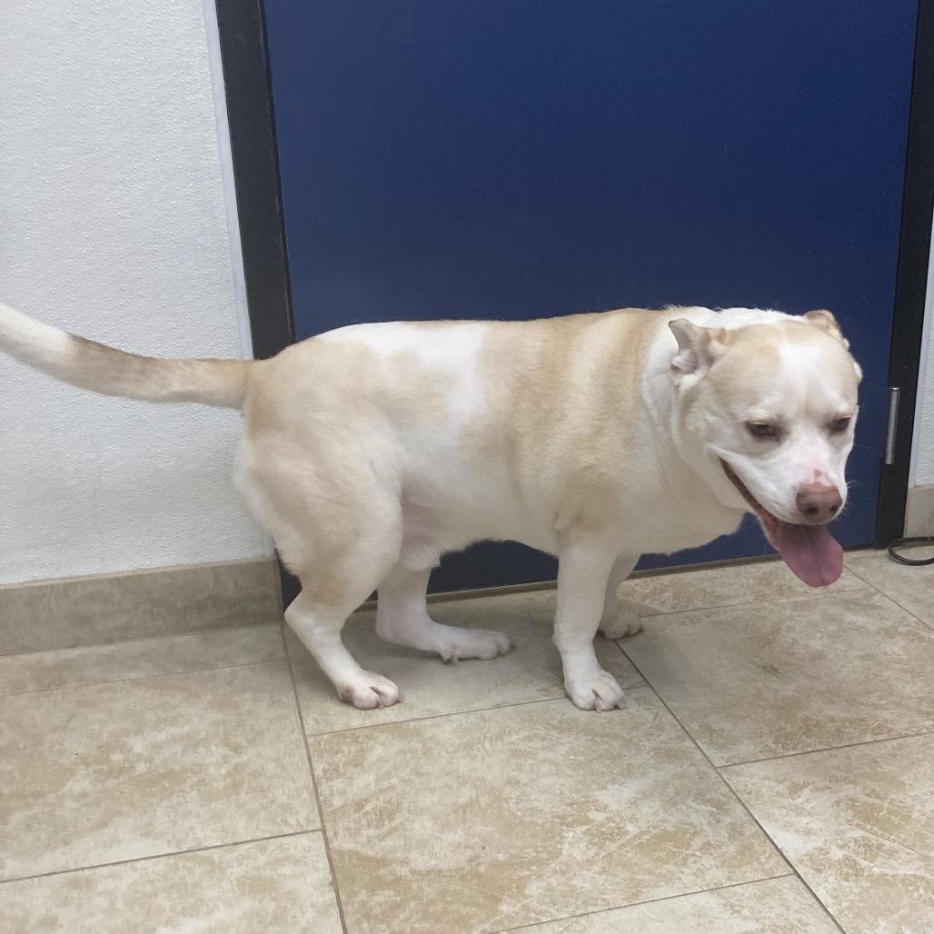 Hedwig, Adoptable, Adult Male Mixed Breed.