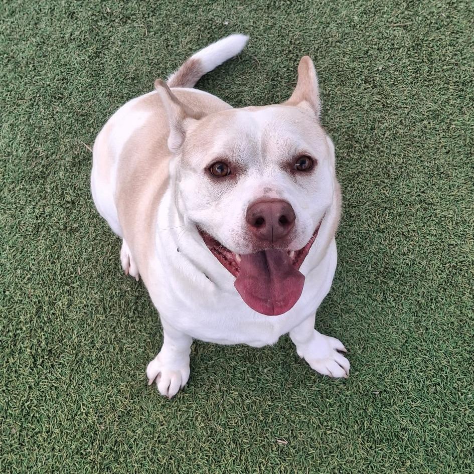 Enlarge Hedwig, a Adoptable Mixed Breed in Galveston, TX image 2/6