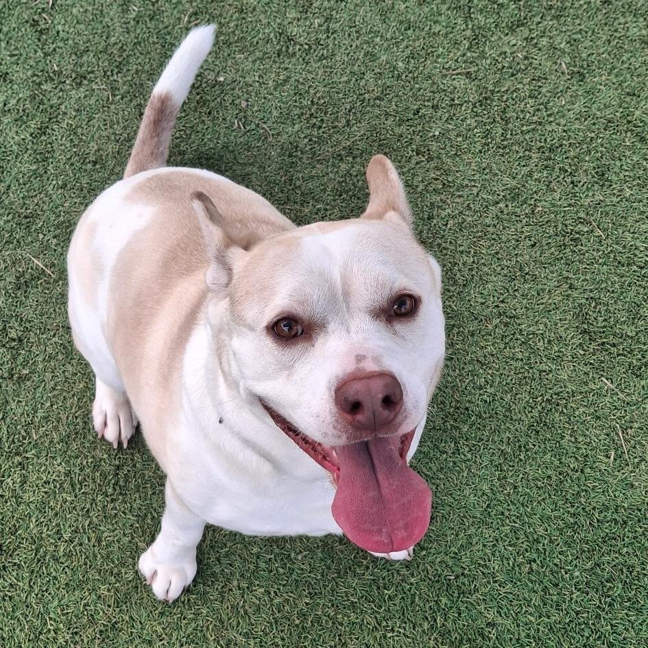 Enlarge Hedwig, a Adoptable Mixed Breed in Galveston, TX image 3/6
