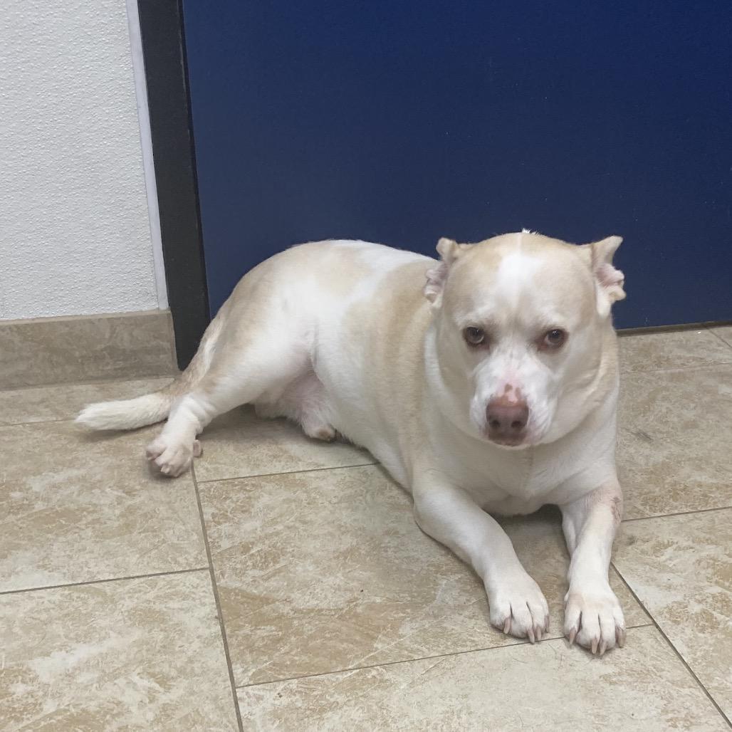 Enlarge Hedwig, a Adoptable Mixed Breed in Galveston, TX image 4/6