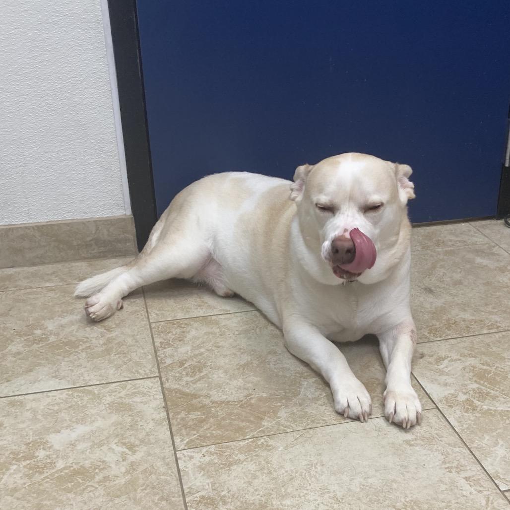 Enlarge Hedwig, a Adoptable Mixed Breed in Galveston, TX image 5/6