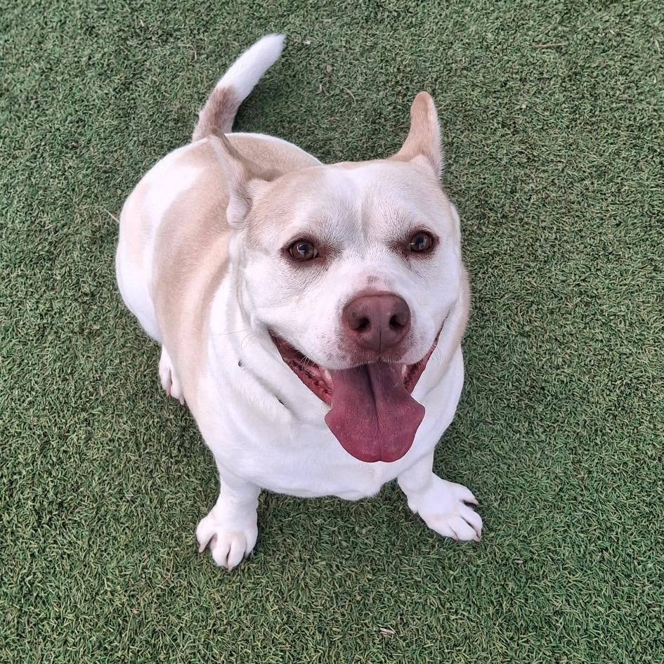 Enlarge Hedwig, a Adoptable Mixed Breed in Galveston, TX image 6/6