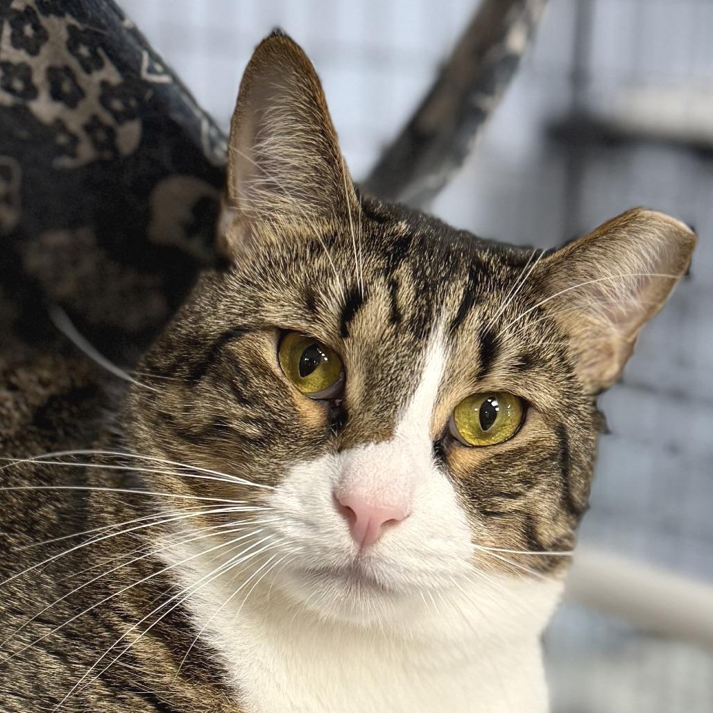 Enlarge Poppy, a Adoptable Domestic Short Hair in Miami, FL image 1/6