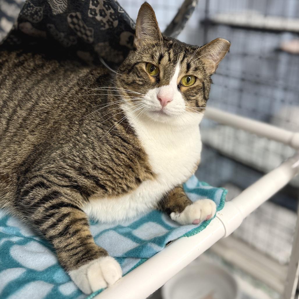 Enlarge Poppy, a Adoptable Domestic Short Hair in Miami, FL image 2/6