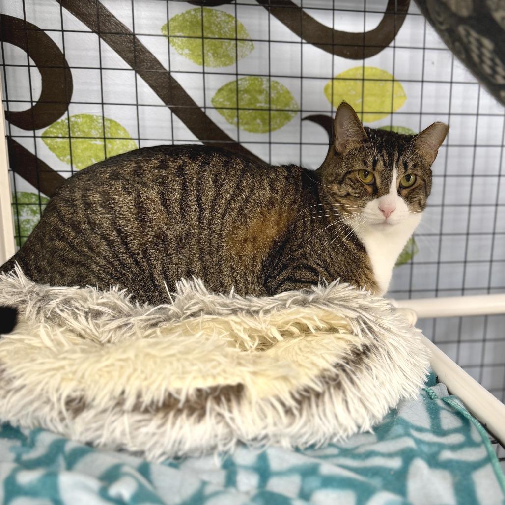 Enlarge Poppy, a Adoptable Domestic Short Hair in Miami, FL image 3/6