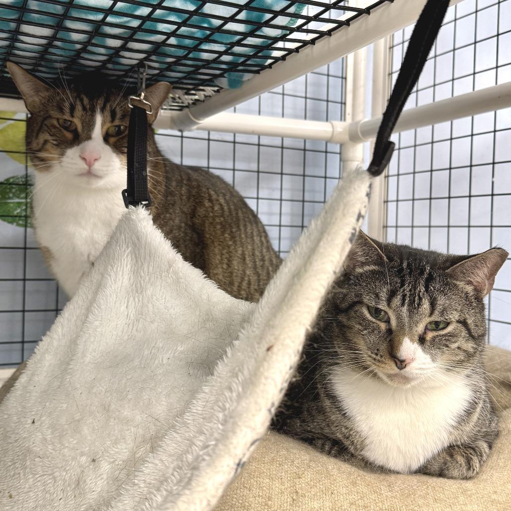 Enlarge Poppy, a Adoptable Domestic Short Hair in Miami, FL image 4/6