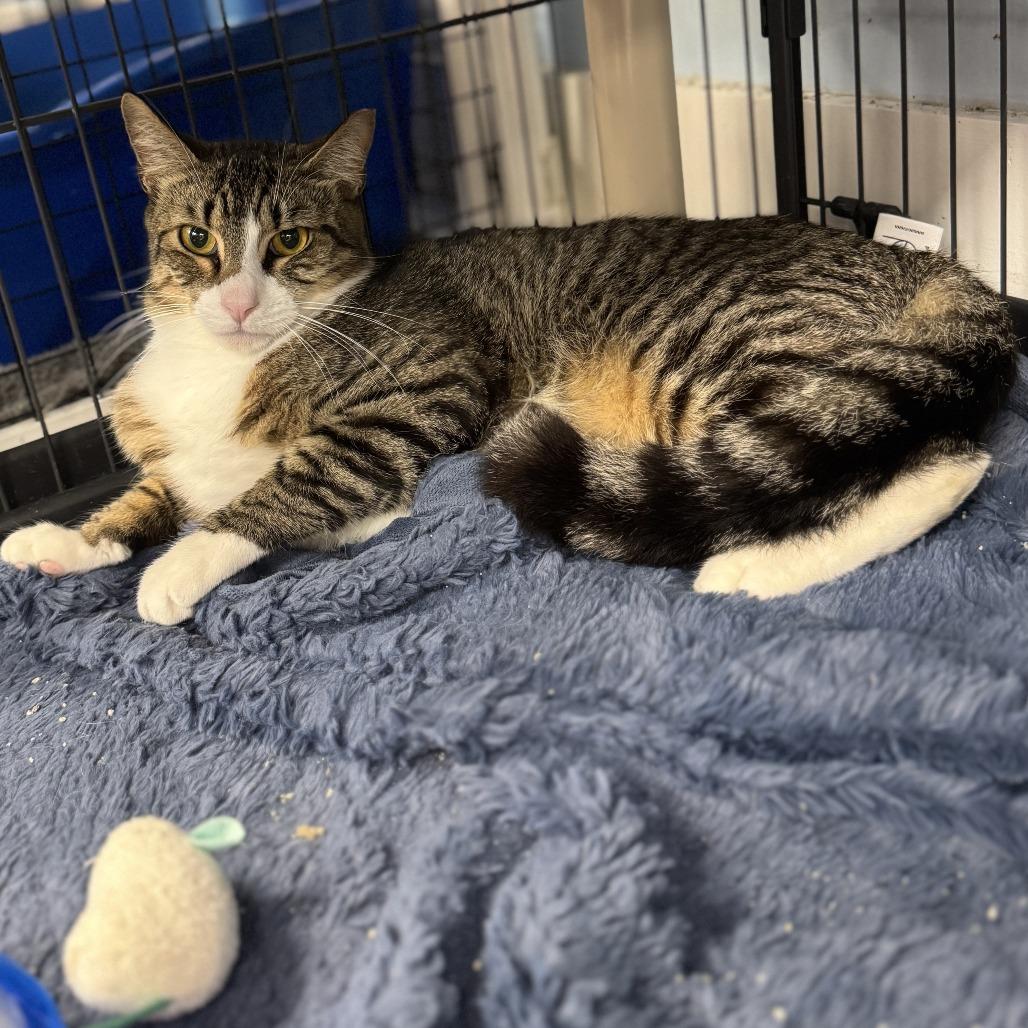 Enlarge Poppy, a Adoptable Domestic Short Hair in Miami, FL image 5/6