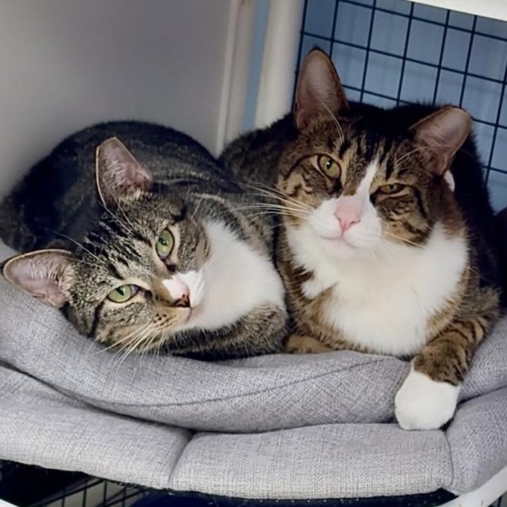 Enlarge Poppy, a Adoptable Domestic Short Hair in Miami, FL image 6/6