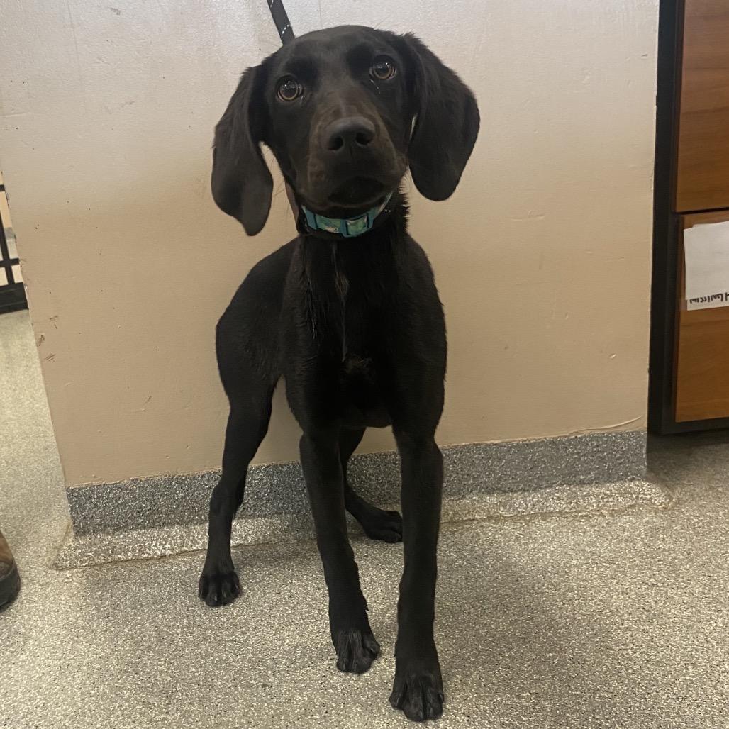 Enlarge Janice, a Adoptable Hound in Batavia, OH image 2/5