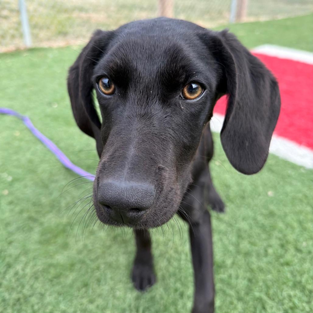 Enlarge Janice, a Adoptable Hound in Batavia, OH image 3/5