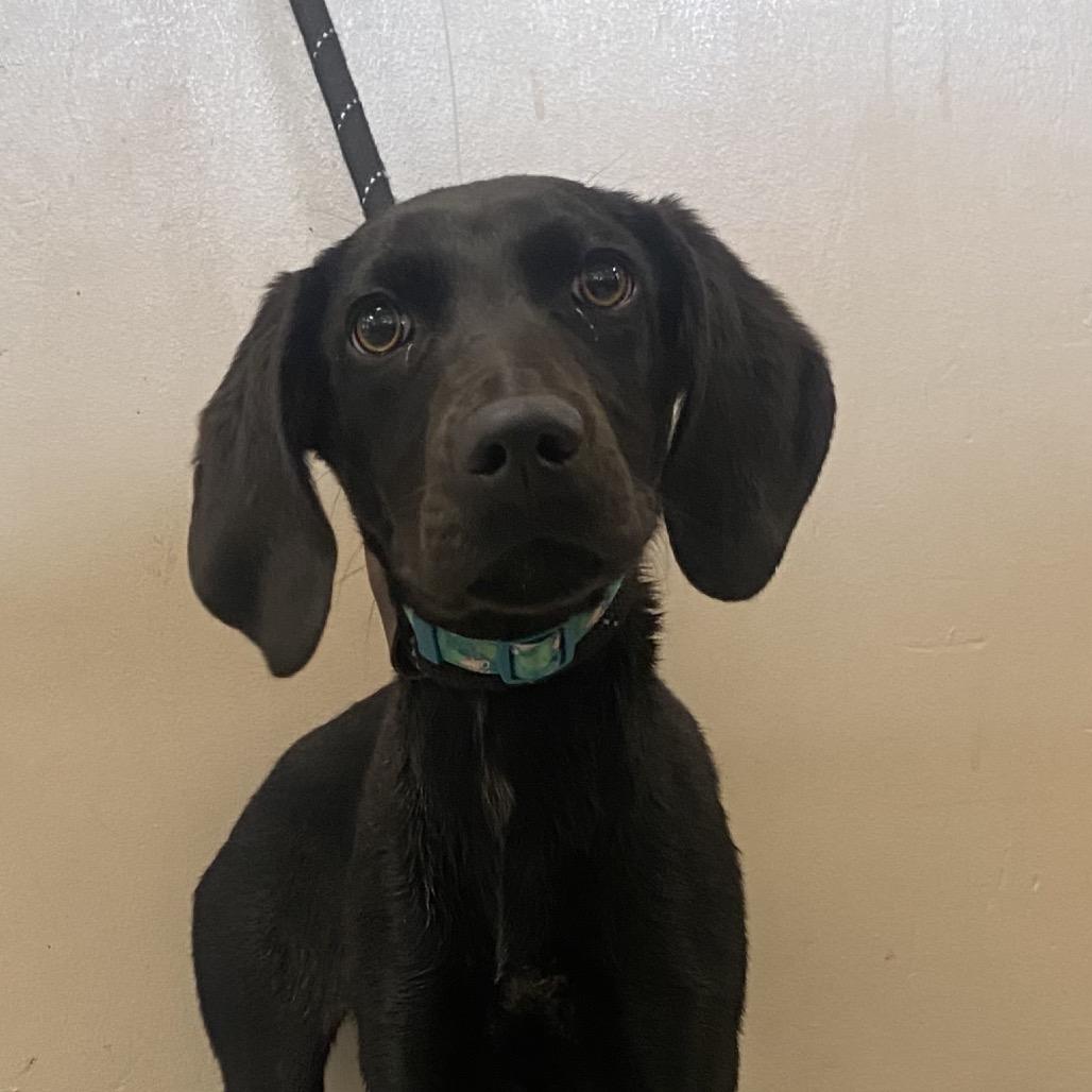 Enlarge Janice, a Adoptable Hound in Batavia, OH image 4/5