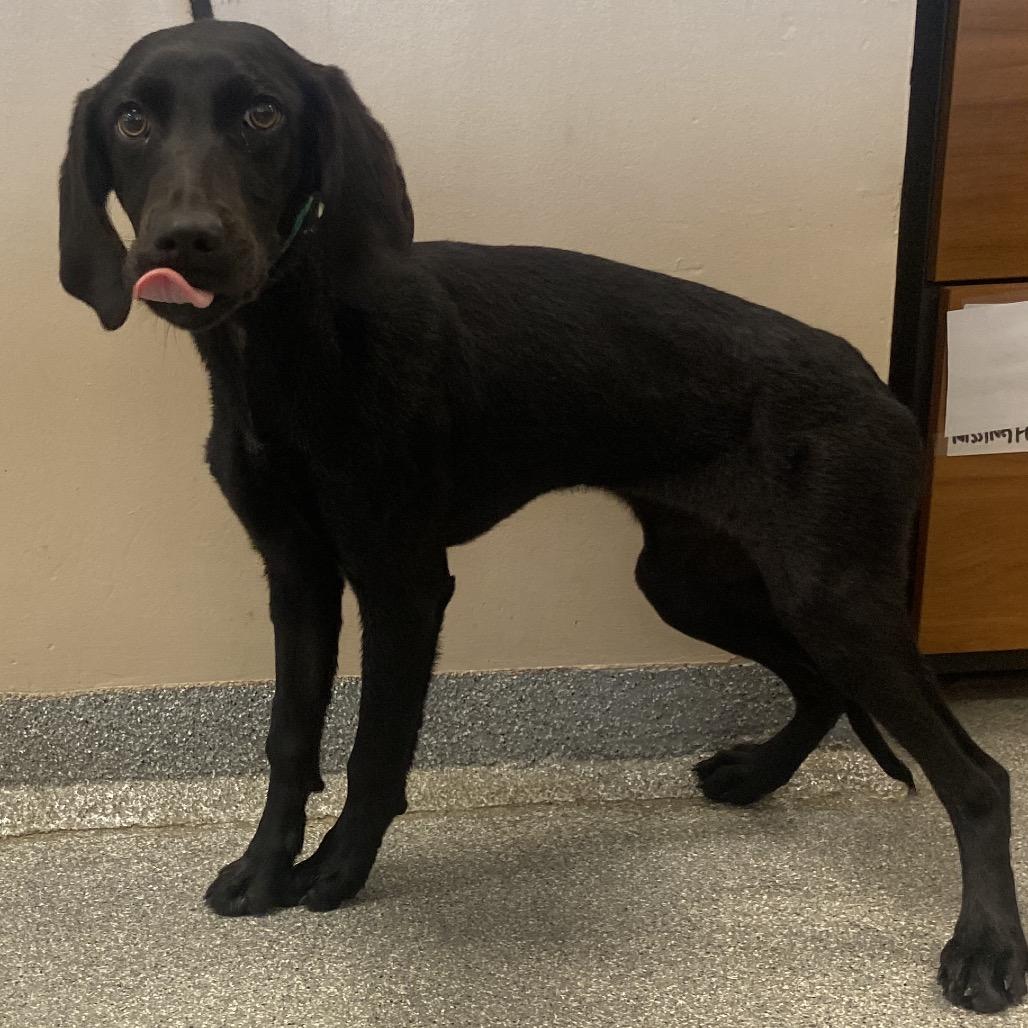 Enlarge Janice, a Adoptable Hound in Batavia, OH image 5/5