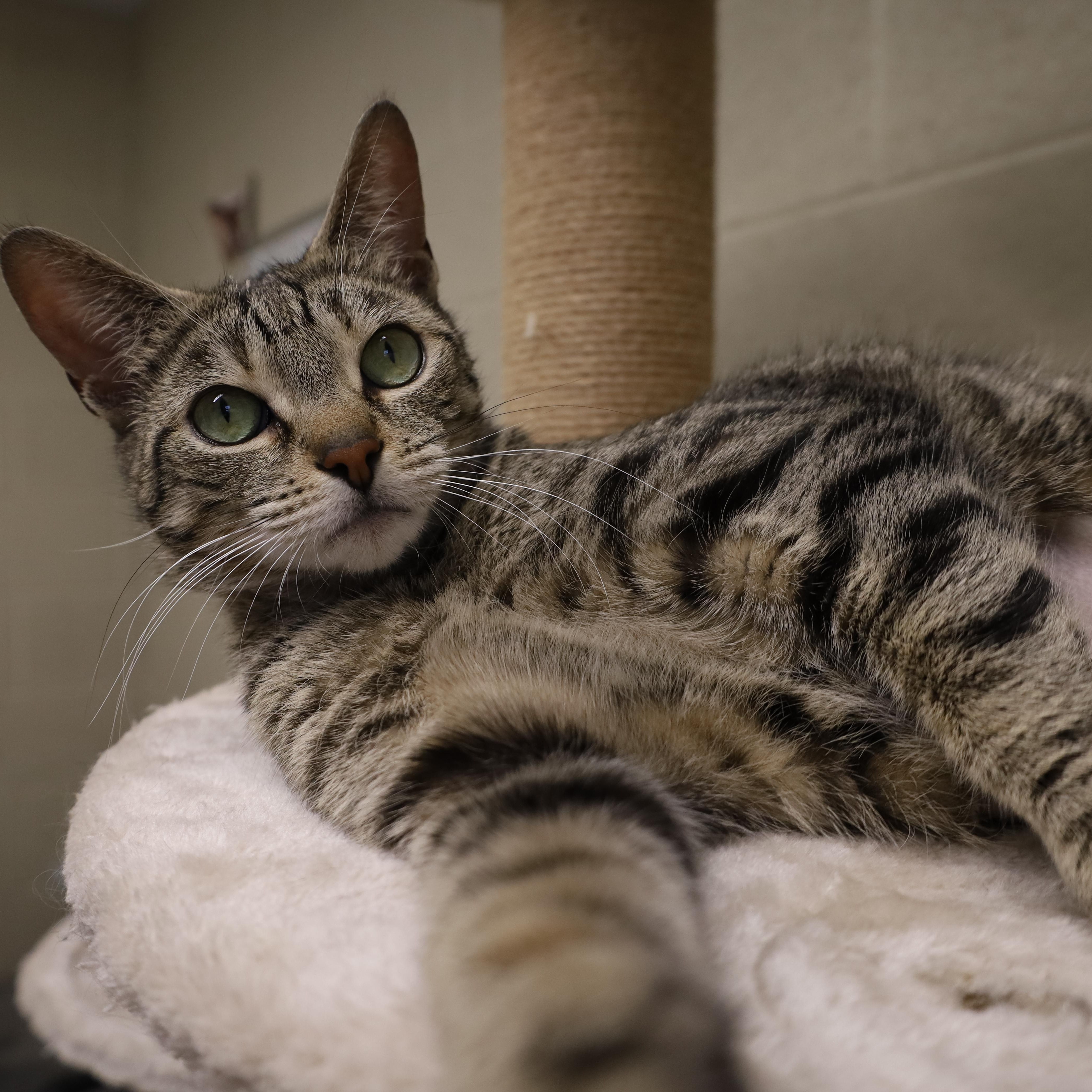 Mia, an adopted Domestic Short Hair in Caledon, ON image 2/5