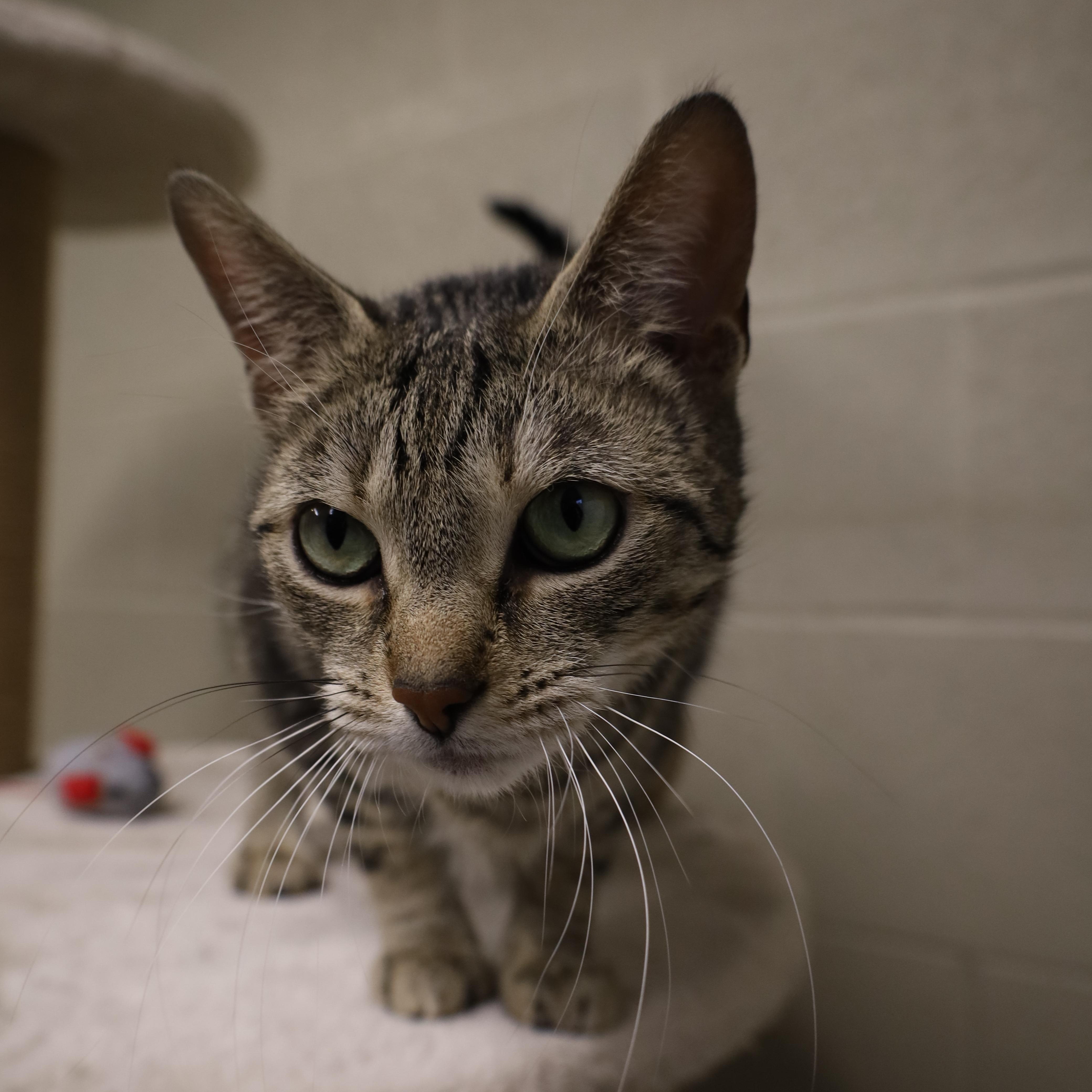 Mia, an adopted Domestic Short Hair in Caledon, ON image 5/5