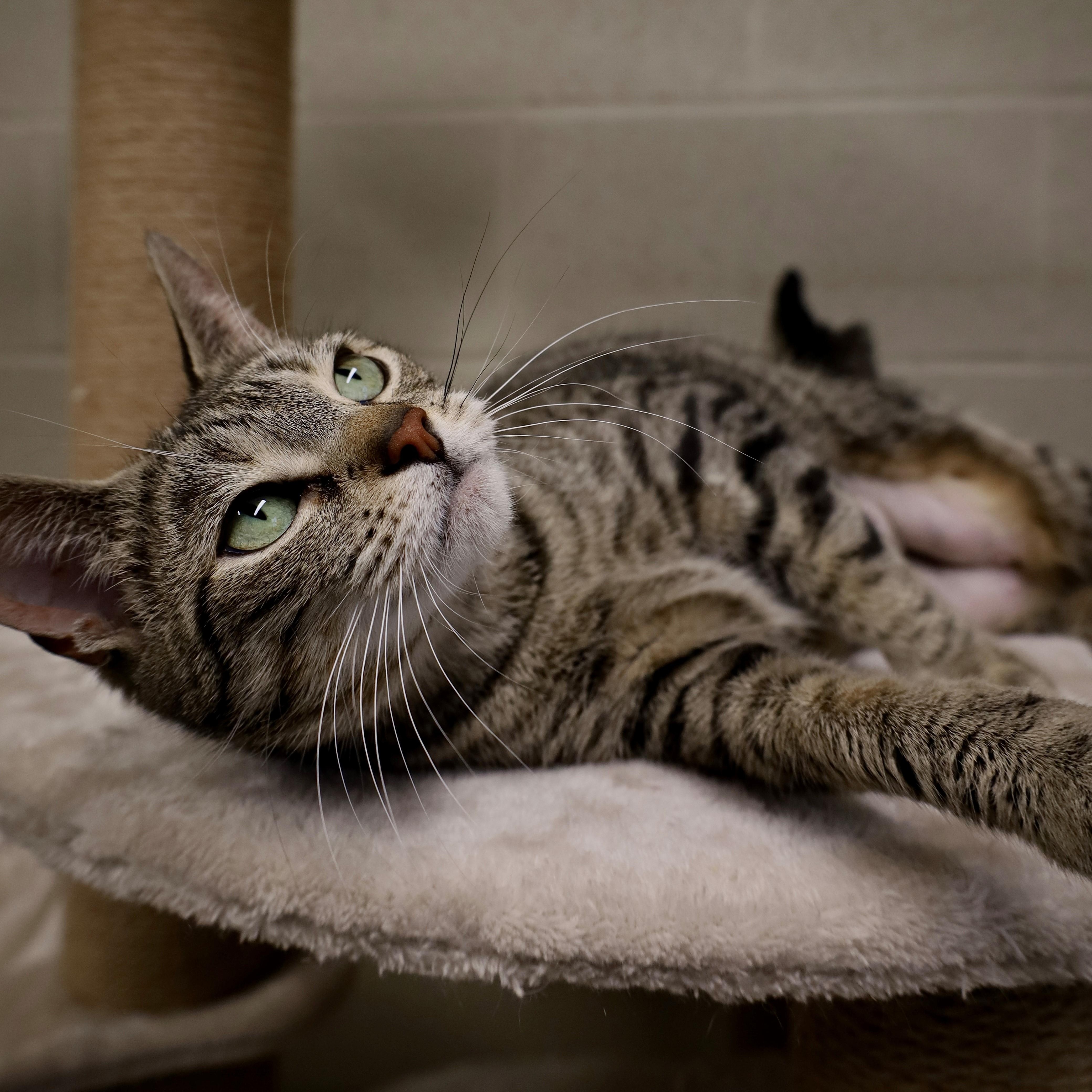 Mia, an adopted Domestic Short Hair in Caledon, ON image 1/5