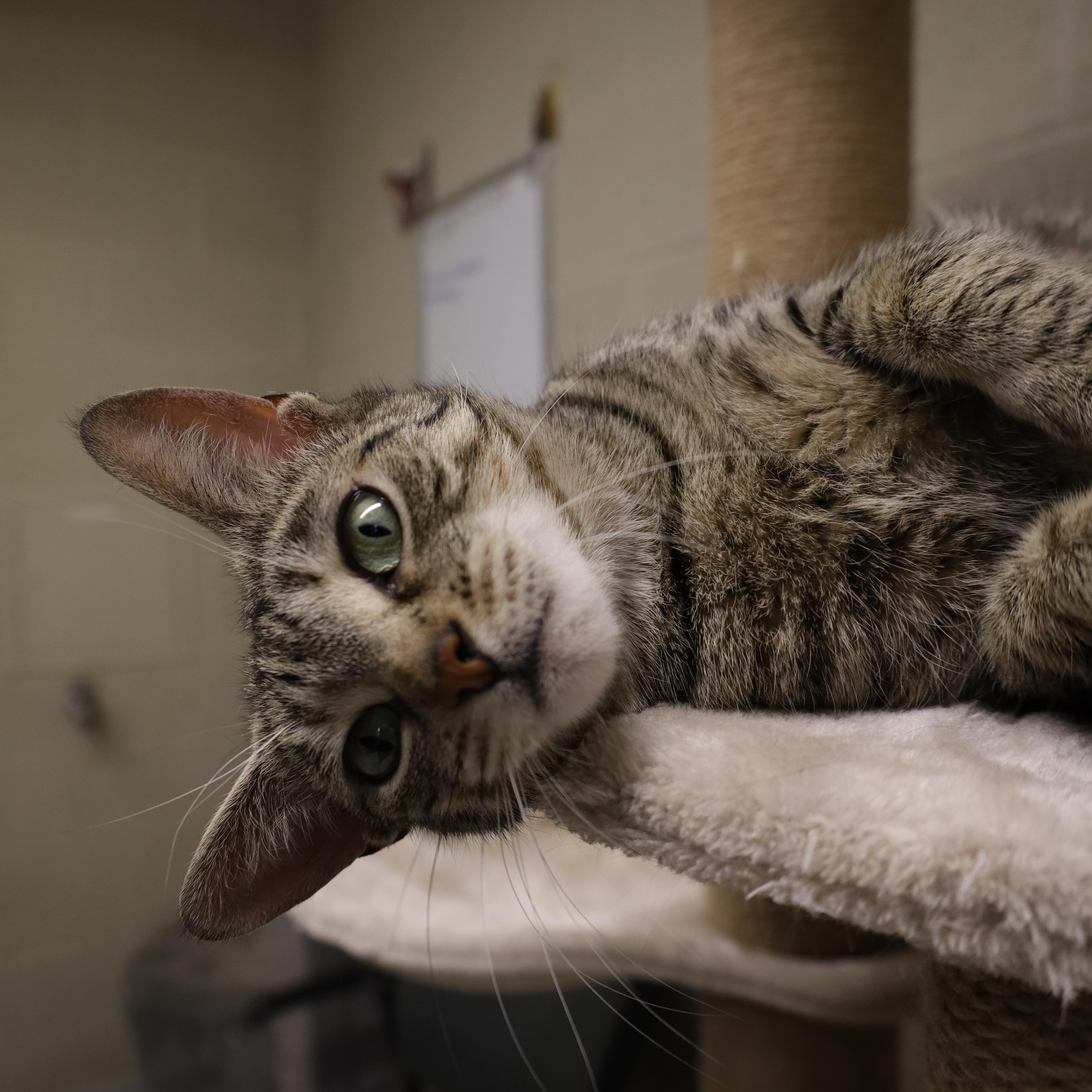 Mia, an adopted Domestic Short Hair in Caledon, ON image 4/5