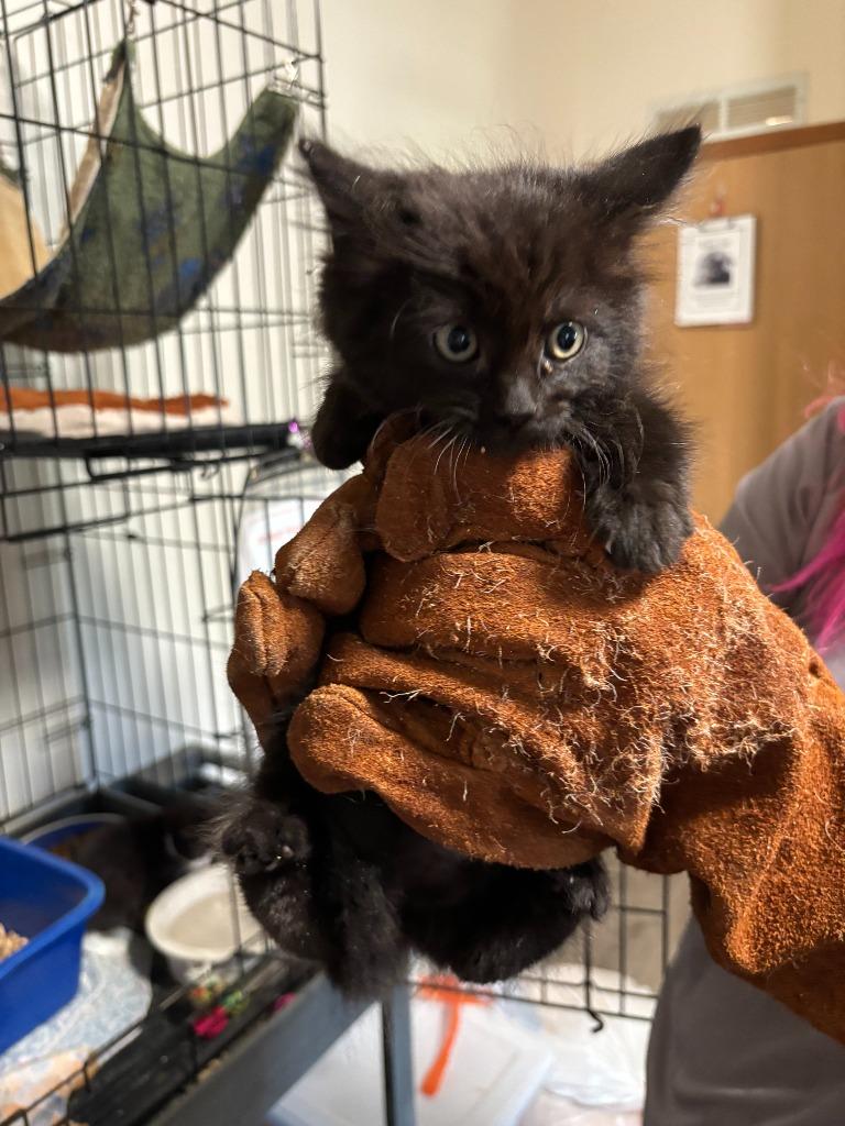 Enlarge Pepper, a Adoptable mixed breed in Thompson Falls, MT image 1/1