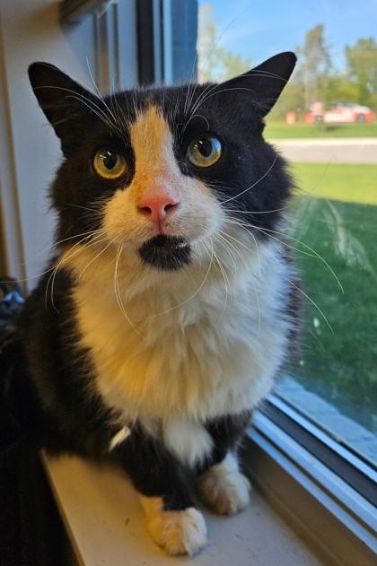 Enlarge Friday, a Adoptable mixed breed in Lafayette, IN image 1/1