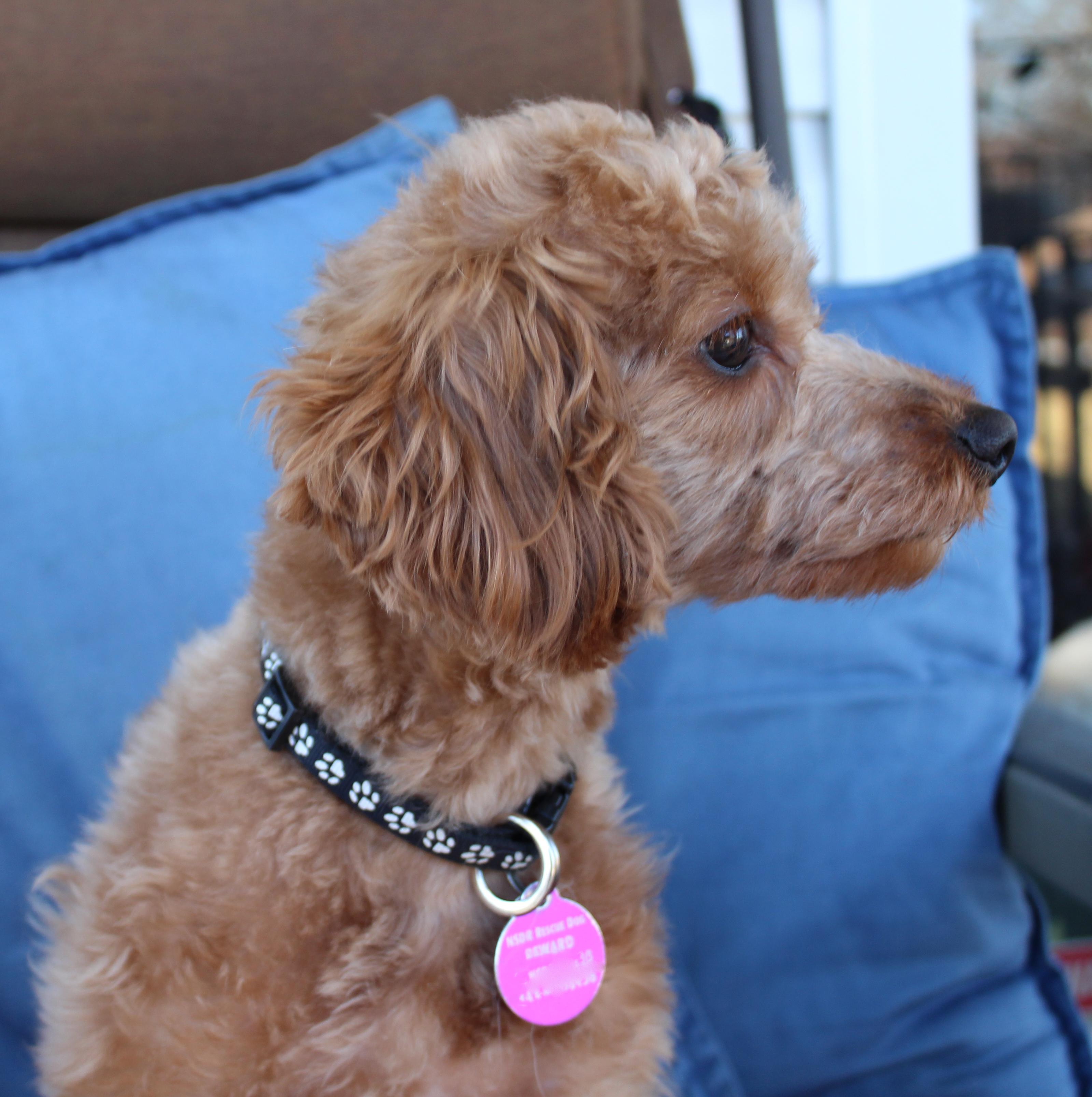 Eddie (aka Kellan), ADOPTABLE, Puppy Male Miniature Poodle.