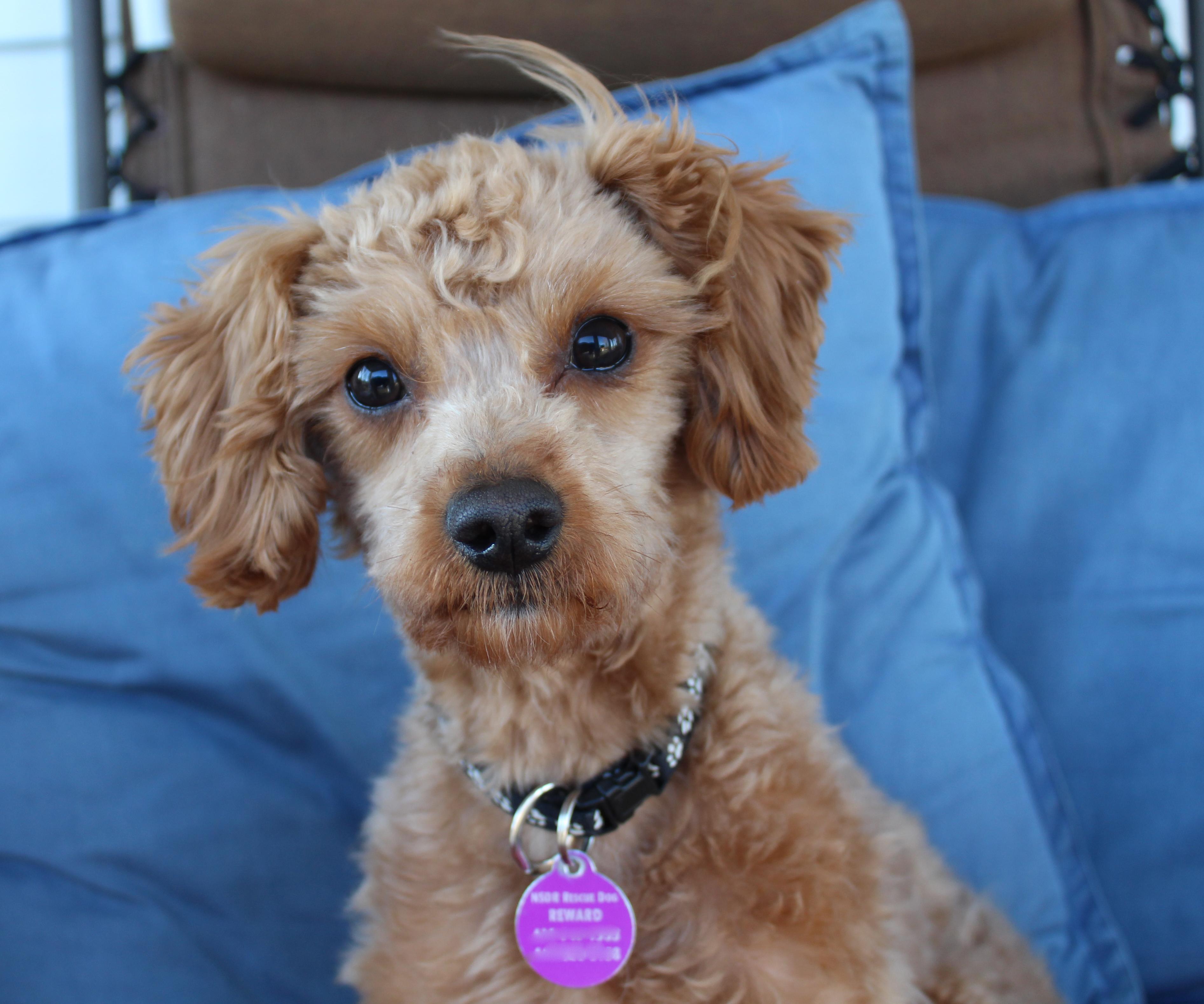 Enlarge Eddie (aka Kellan), a ADOPTABLE Miniature Poodle in Baltimore, MD image 2/6