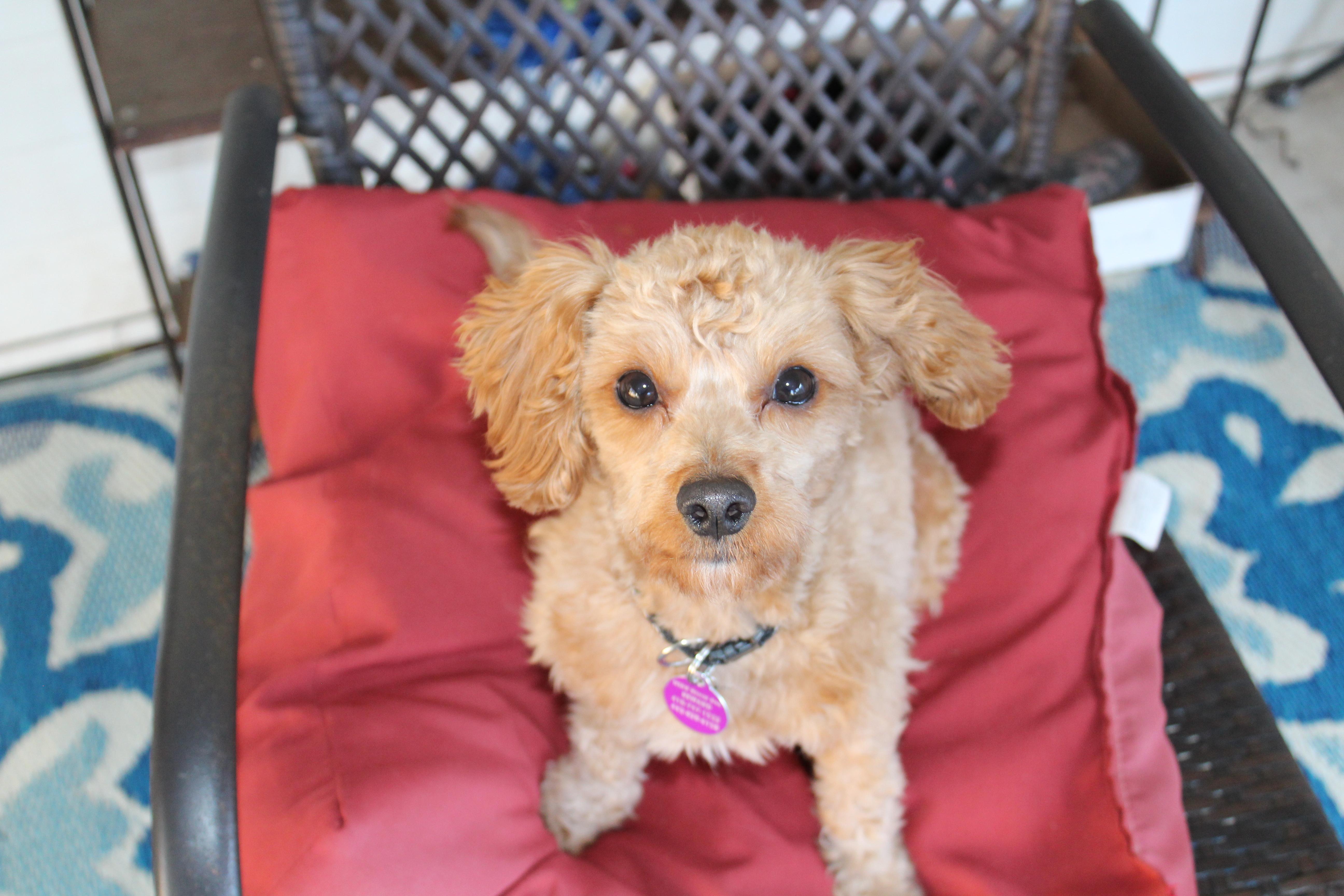 Enlarge Eddie (aka Kellan), a ADOPTABLE Miniature Poodle in Baltimore, MD image 3/6