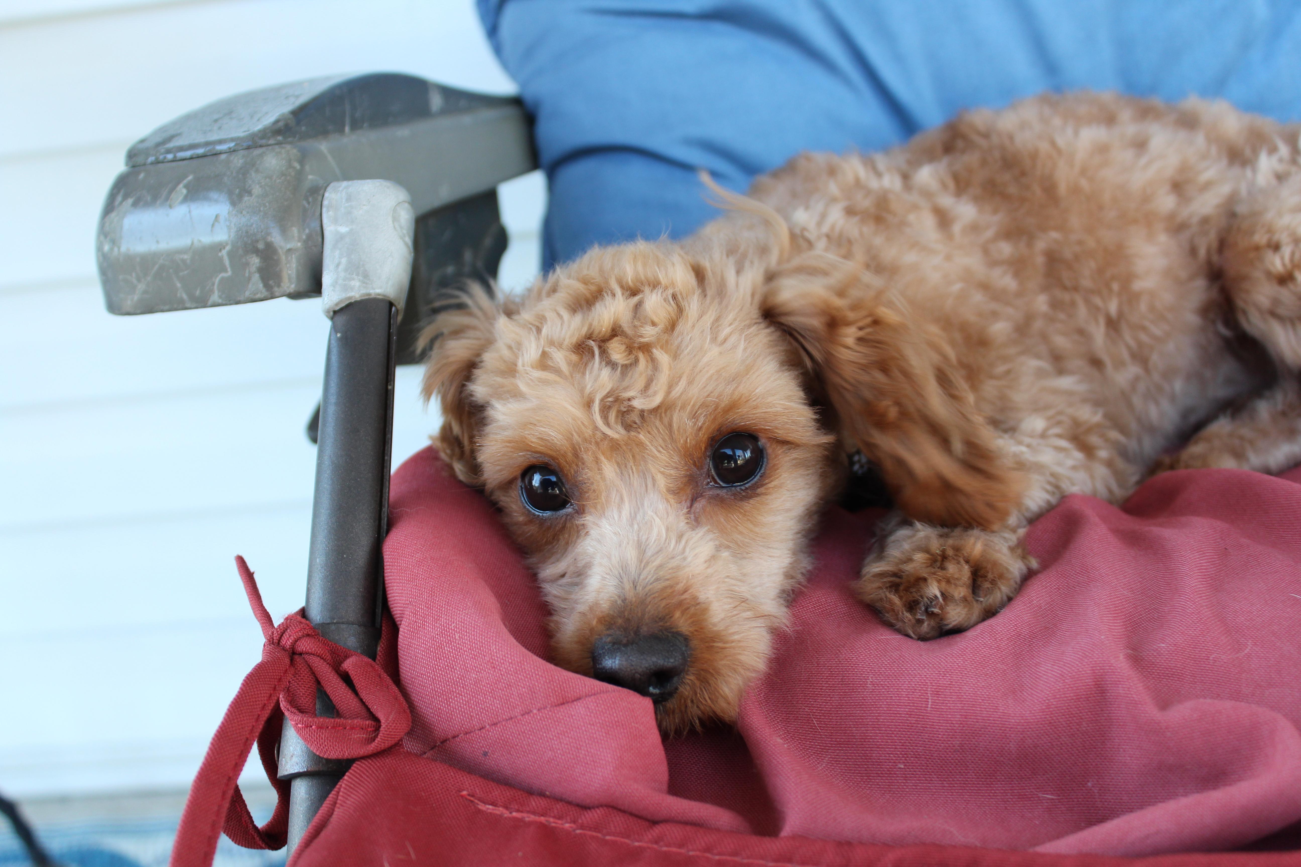 Enlarge Eddie (aka Kellan), a ADOPTABLE Miniature Poodle in Baltimore, MD image 4/6