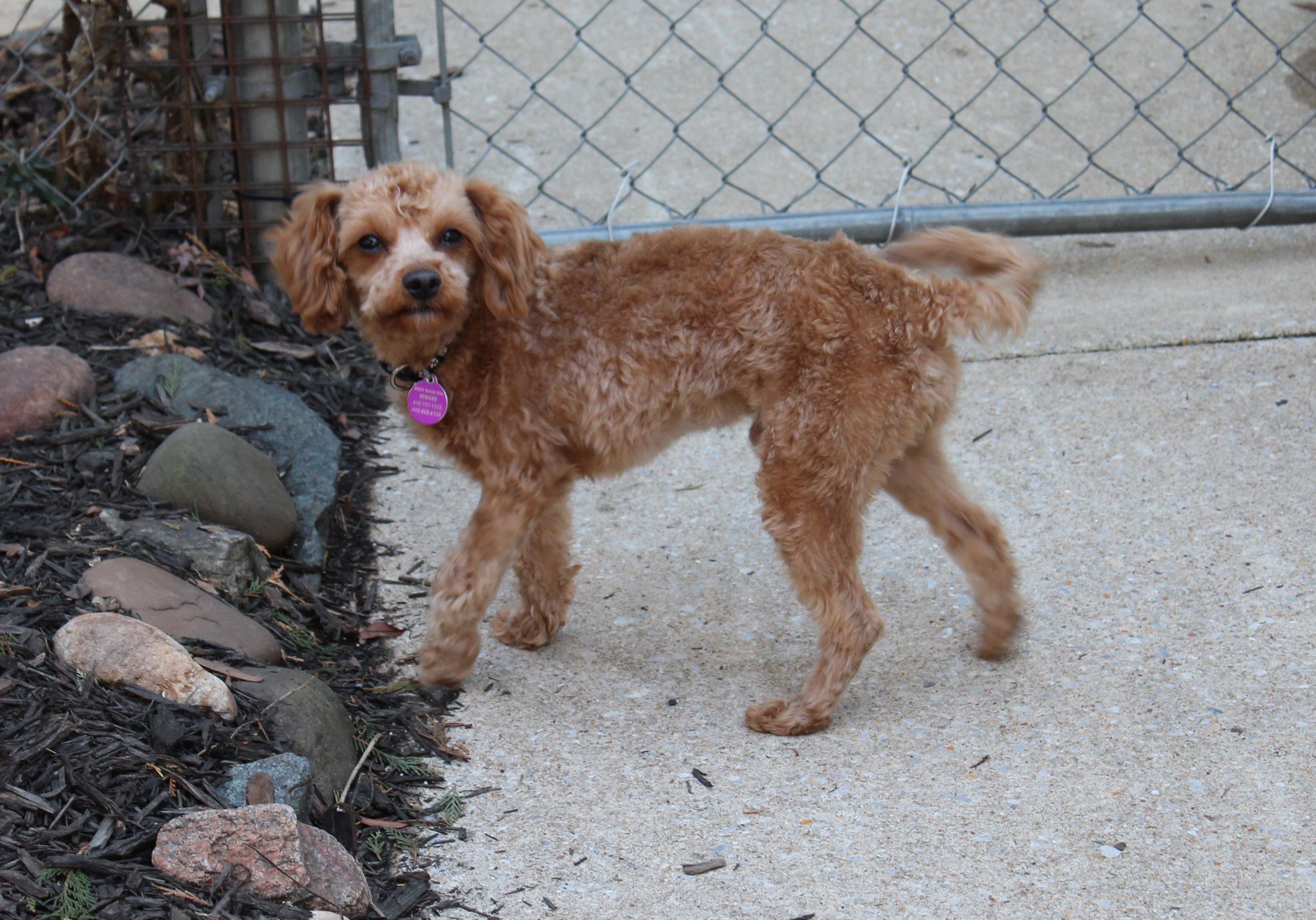 Enlarge Eddie (aka Kellan), a ADOPTABLE Miniature Poodle in Baltimore, MD image 6/6