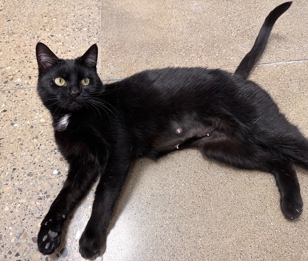 Shadow , an adoptable Domestic Short Hair in Hamilton, MI, 49419 | Photo Image 3