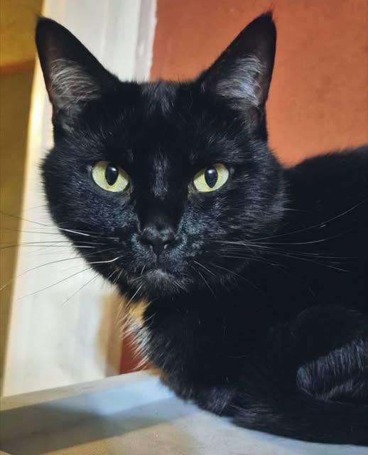 Shadow , a Adoptable Domestic Short Hair in Hamilton, MI image 2/6