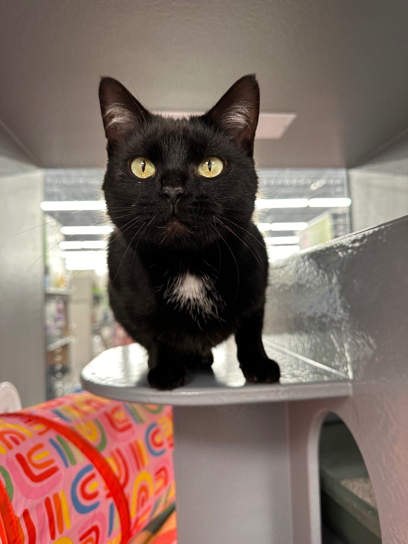 Shadow , an adoptable Domestic Short Hair in Hamilton, MI, 49419 | Photo Image 2