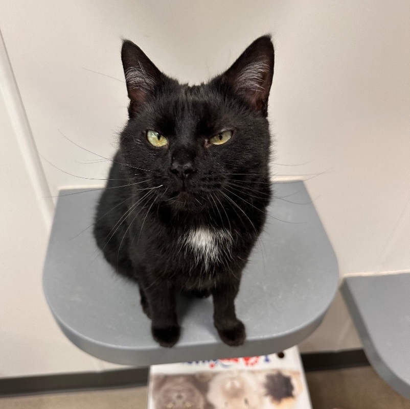 Shadow , an adoptable Domestic Short Hair in Hamilton, MI, 49419 | Photo Image 4