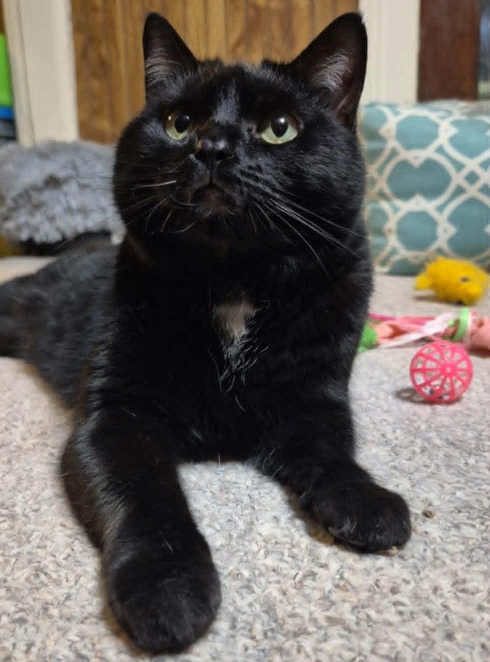 Shadow , Adoptable, Adult Female Domestic Short Hair.