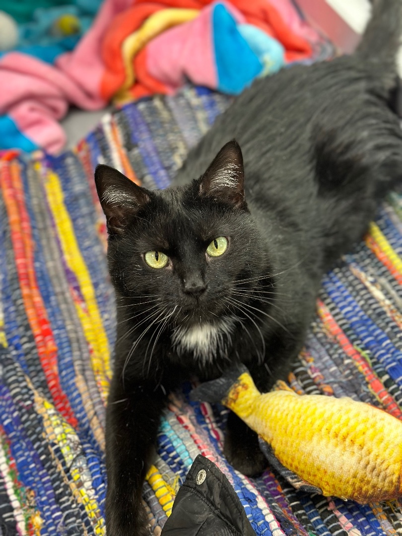 Shadow , an adoptable Domestic Short Hair in Hamilton, MI, 49419 | Photo Image 1