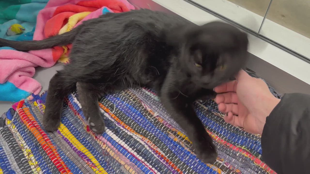 Enlarge Shadow , a Adoptable Domestic Short Hair in Hamilton, MI video 5/5