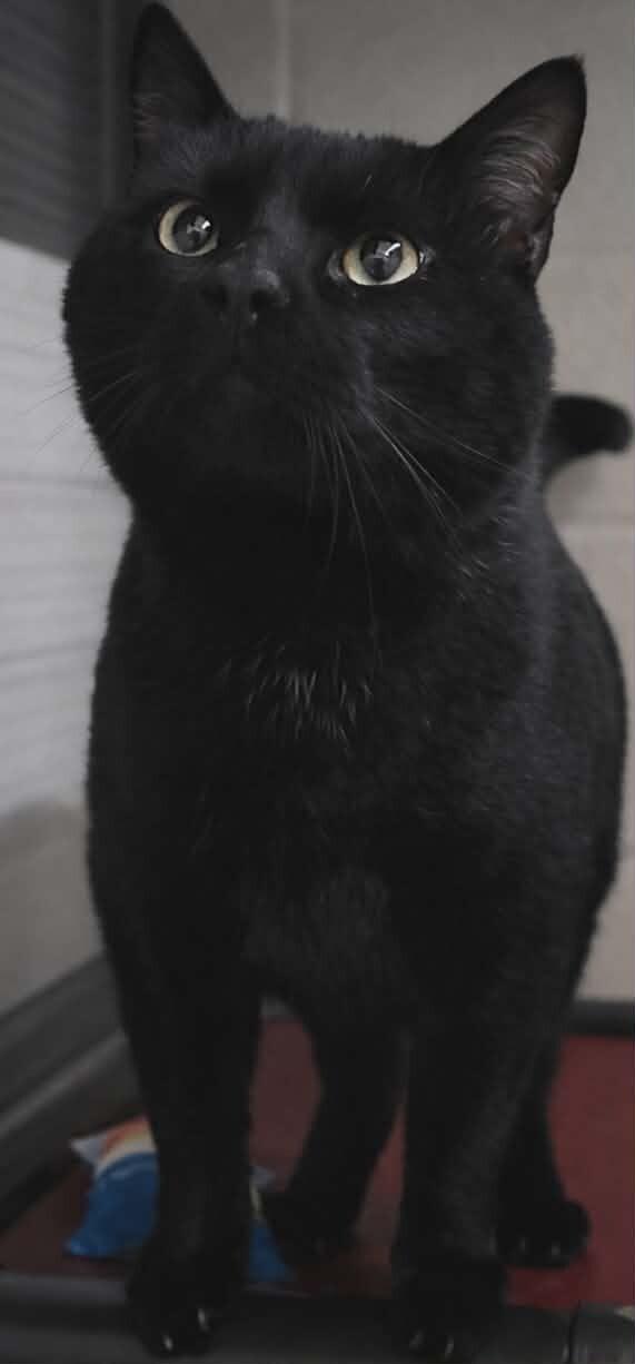 Darien — thumbnail 2