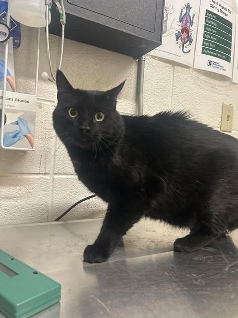 Darien — thumbnail 3