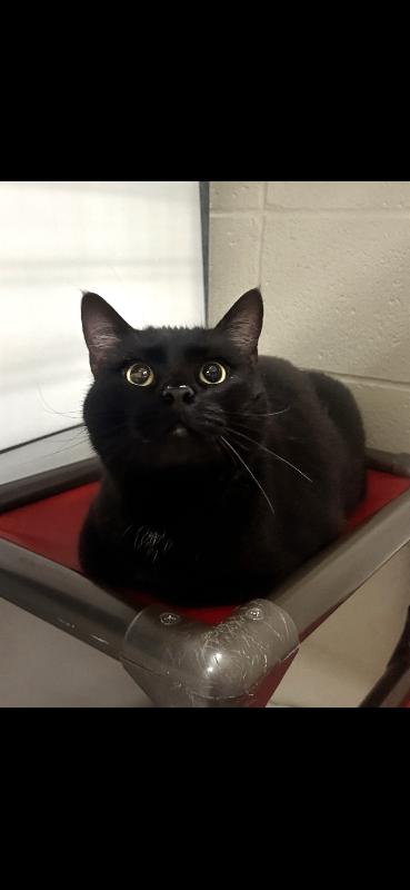 Darien — thumbnail 4