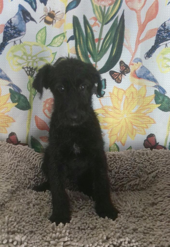 XAVIER, Adoptable, Puppy Male Poodle & Shepherd.