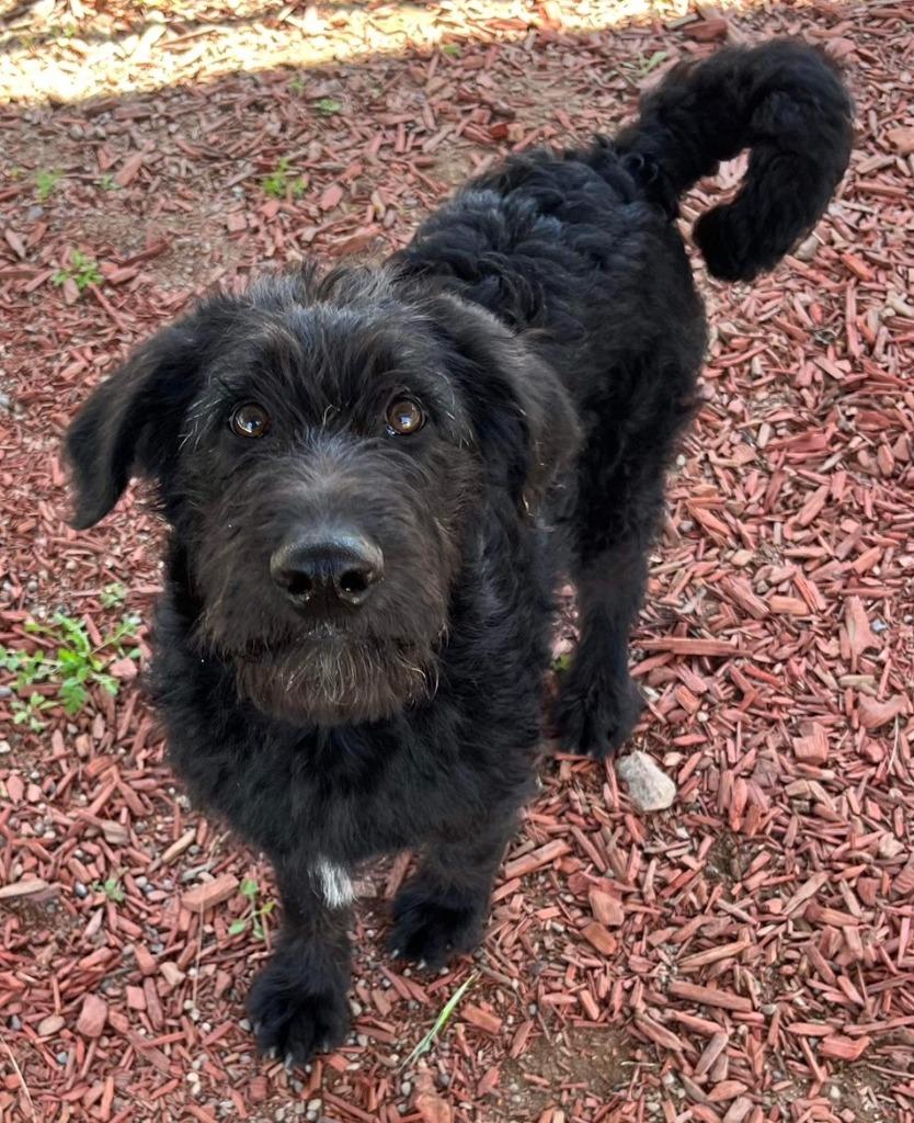 XAVIER, a Adoptable mixed breed in Lemoore, CA image 2/6