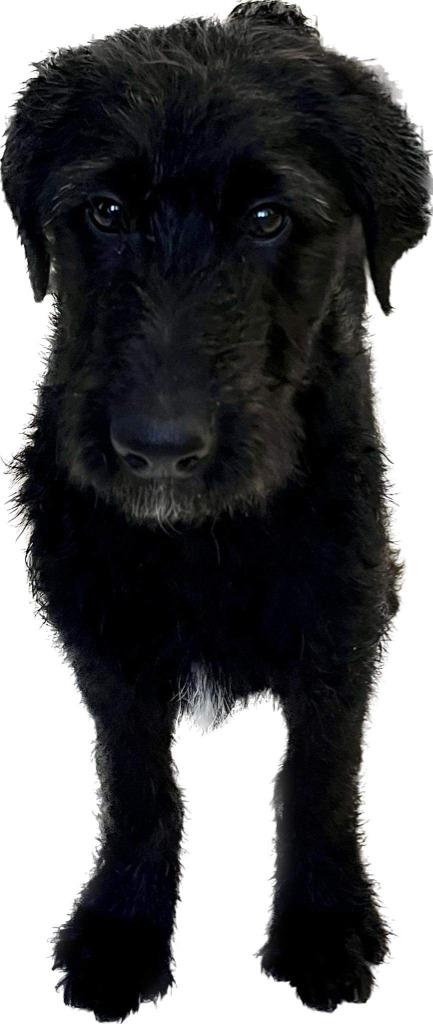 XAVIER, a Adoptable mixed breed in Lemoore, CA image 4/6