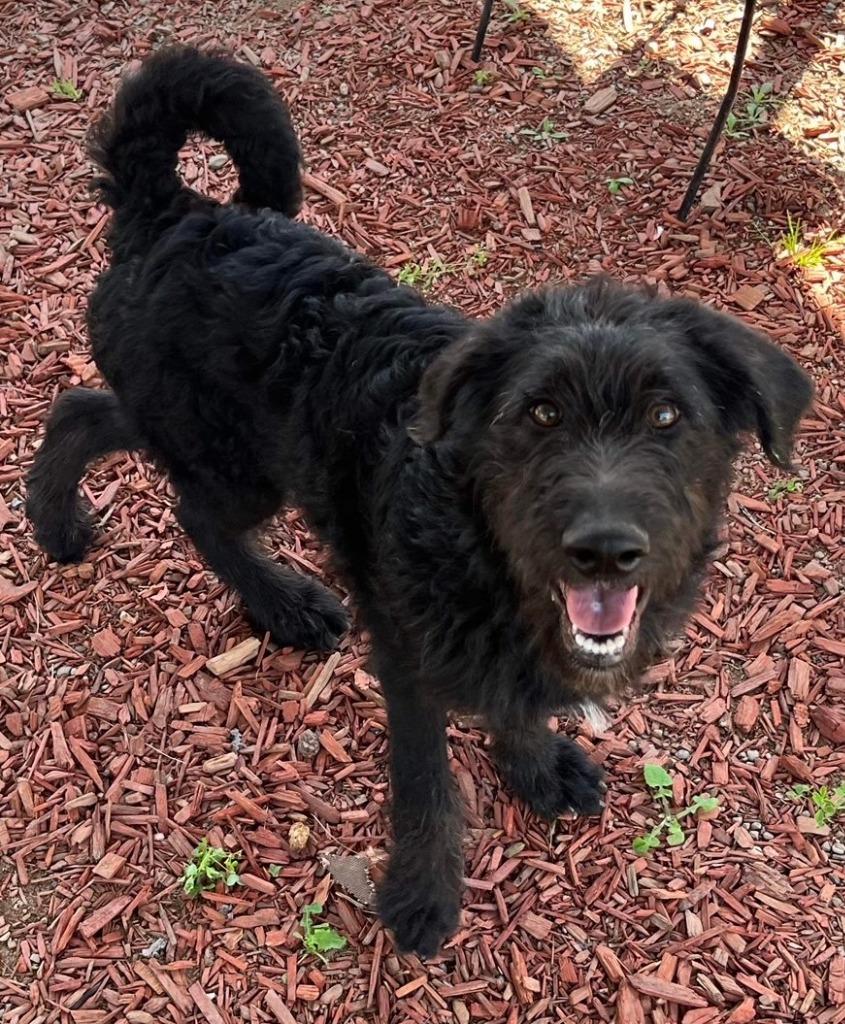 XAVIER, a Adoptable mixed breed in Lemoore, CA image 5/6
