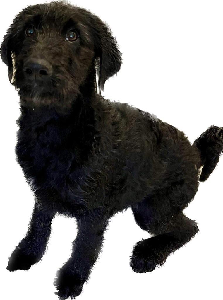 XAVIER, a Adoptable mixed breed in Lemoore, CA image 6/6