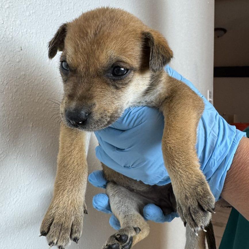 Sage (FTF Only), Adoptable, Puppy Female Mixed Breed.