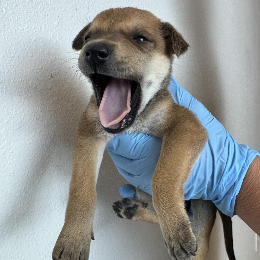 Sage (FTF Only), a Adoptable Mixed Breed in Laramie, WY image 2/6