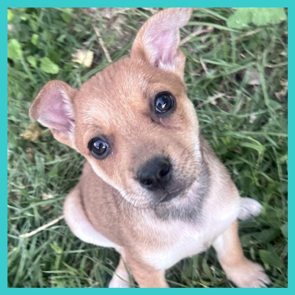 Sage (FTF Only), a Adoptable Mixed Breed in Laramie, WY image 3/6