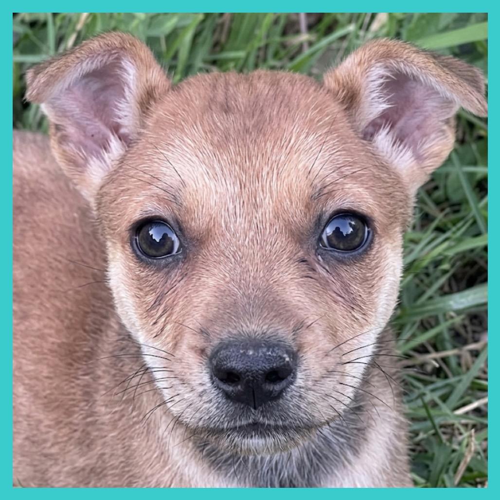 Sage (FTF Only), a Adoptable Mixed Breed in Laramie, WY image 4/6