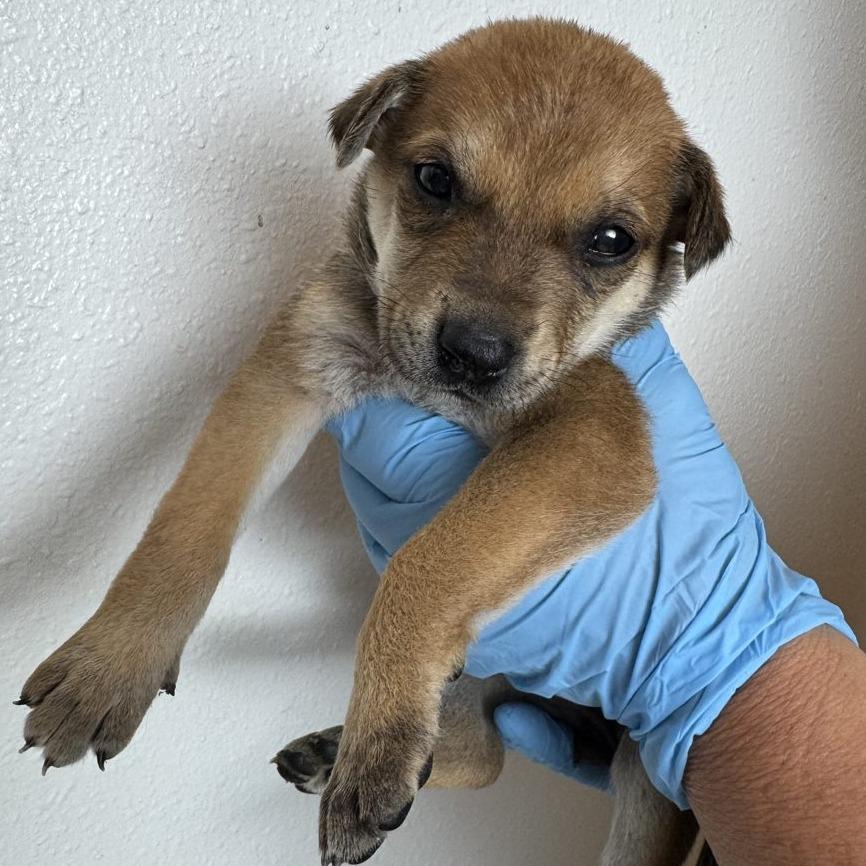 Sage (FTF Only), a Adoptable Mixed Breed in Laramie, WY image 5/6