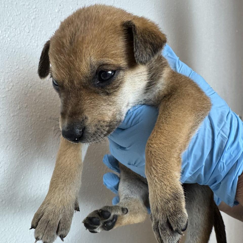 Sage (FTF Only), a Adoptable Mixed Breed in Laramie, WY image 6/6
