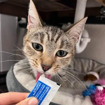 Mikki, Adoptable, Adult Female Domestic Short Hair.