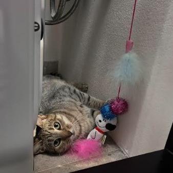 Mikki, a Adoptable Domestic Short Hair in Santa Barbara, CA image 2/6